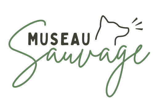 Logo de Museau Sauvage, éducation et comportement canin à Peyrolles-en-Provence