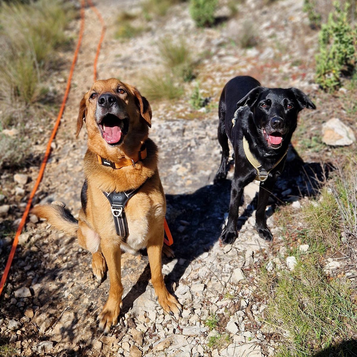 Cliquer pour agrandir Balade éducative collective de chiens encadrée par Museau Sauvage à Peyrolles-en-Provence