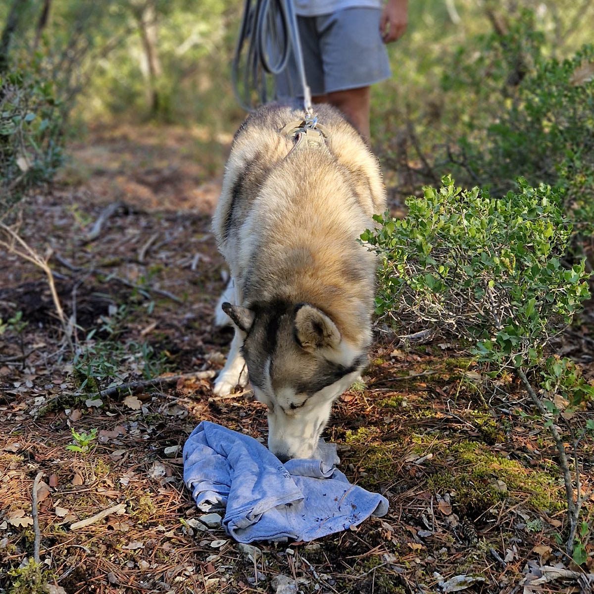 Cliquer pour agrandir Chien en recherche olfactive lors d'une séance de mantrailing avec Museau Sauvage à Peyrolles-en-Provence